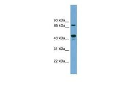 ZNF496 Rabbit anti-Mouse, Polyclonal, Novus Biologicals 100 &mu;g; Unconjugated:Antibodies,